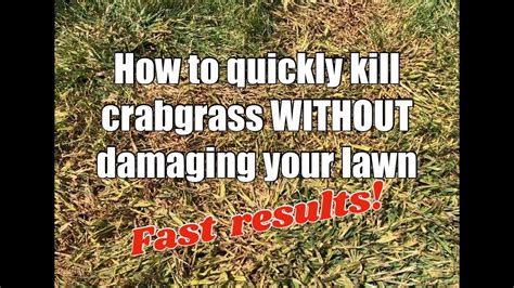How To Kill Crabgrass Quickly Without Damaging Your Lawn Youtube