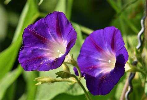 A Complete Morning Glory Growing Guide And 4 Varieties To Inspire You