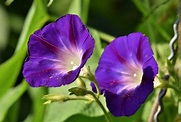 A Complete Morning Glory Growing Guide and 4 Varieties to Inspire You ...