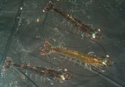 Model Shrimp Breeding Responsible Seafood Advocate