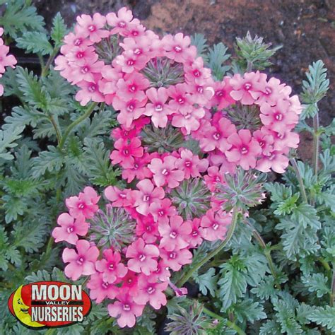 Pink Trailing Verbena Hanging Plants Verbena Plant Plant Nursery