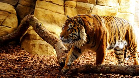 Best Tiger Wallpapers Hd Desktop And Mobile Backgrounds