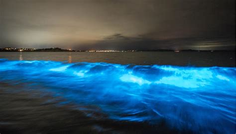 Bioluminescence Lights Up Aucklands Tindalls Beach As Unreal Algal