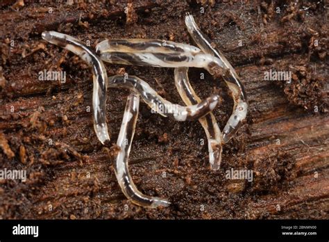 Fungus Gnat Larvae In Rotten Log Diptera Pennsylvania Usa May Stock