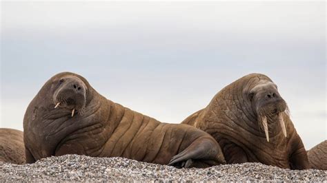 13 Things Walruses Like To Eat Diet And Facts