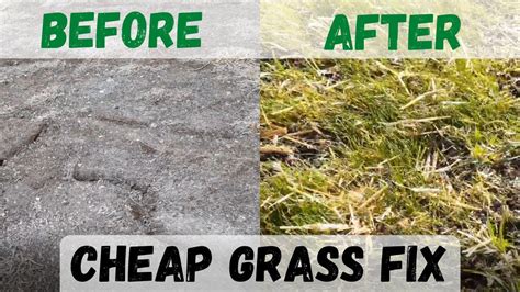 Fix Dead Grass Cheap And Easy Complete Walk Through Youtube