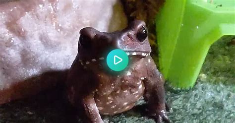 Dramatic Toad Album On Imgur