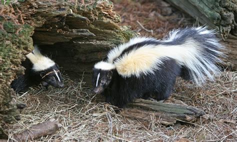 Fauna Patagonia Zorrillo O Chingue Conepatus Chinga