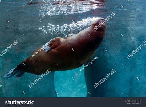 Walrus Zoos Aquarium Stock Photo 1419448046 Shutterstock