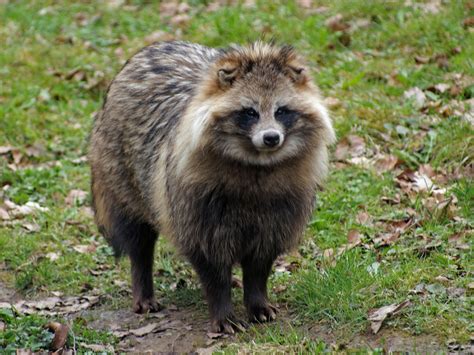 Raccoon Dog On Loose In Greenock As Owner Launches Plea For Stolen