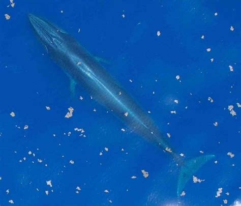 World Whale Day Five Facts About The Newly Discovered Gulf Of Mexico