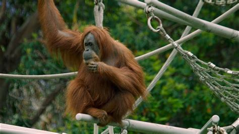 The Effects Of The Palm Oil Industry On Orangutans Youtube