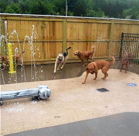 Dog Water Park Manufacturer And Installer