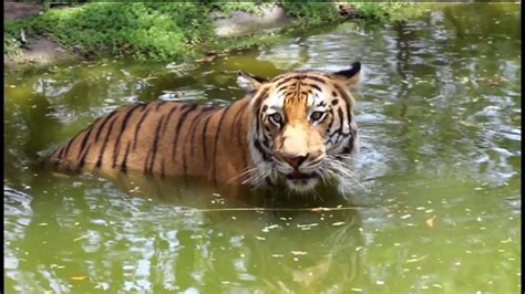 Royal Bengal Tiger At Nehru Zoological Parkwild Animals