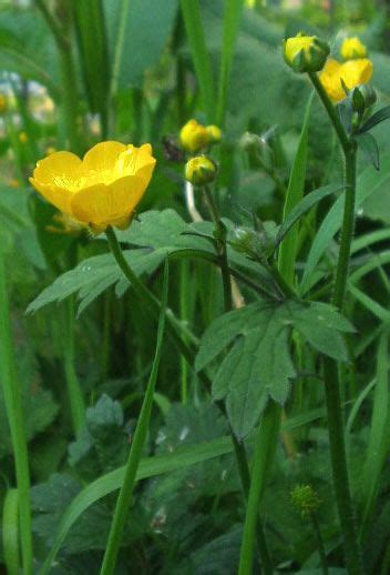 The plant offers clusters of small yellow flowers that look. Ranunculus repens | flowers | Ranunculus, Perennials ...