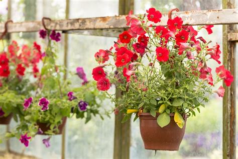 Commercial Flowers Pots Hangs In Greenhouseflower Cultivation In