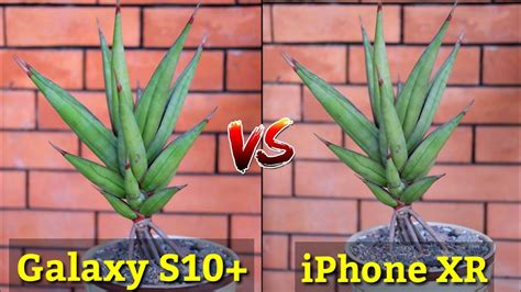 Samsung Galaxy S10 Plus Vs Iphone Xr Camera Comparison Which Is Better
