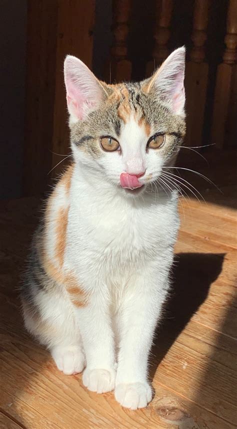 What Breed Is My Female Calico Cat Thriftyfun