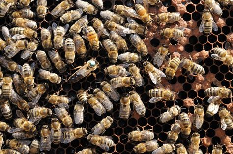 Our Bees Deserve The Best Bug Squad Anr Blogs