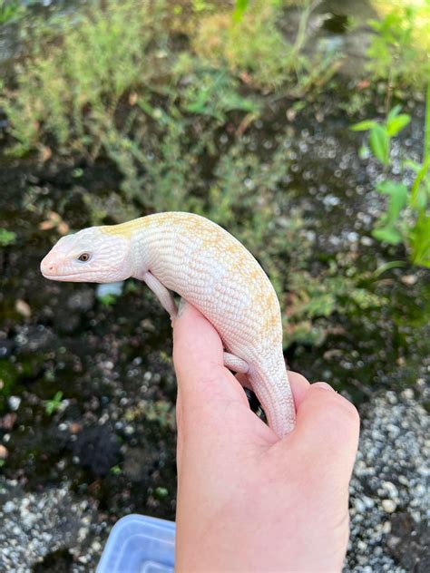 Ivory Northern Blue Tongued Skink By Imperial Reptiles And Exotics Llc