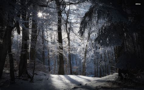 40 Snowy Forest Desktop Wallpaper Wallpapersafari