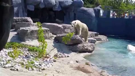 Toronto Zoo Polar Bear Humphrey The Polar Bear Heading West To
