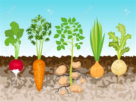 Roots Clipart Root Crop Roots Root Crop Transparent Free For Download
