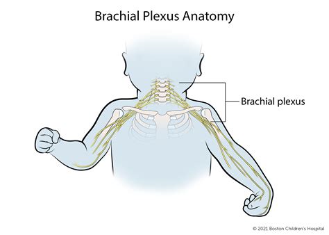 Brachial Plexus Birth Palsy