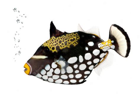 Premium Photo Clown Triggerfish Balistoides Conspicillum On White