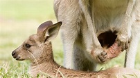 Baby Kangaroos jumping in or out of their mom's pouch | Cute Joey ...