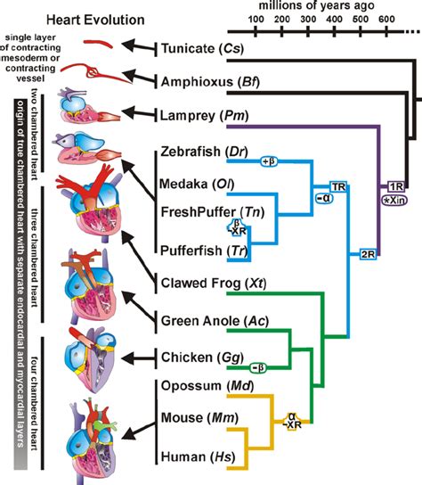 Phylogenetic Tree Of Vertebrates Showing The Evolutionary Relationships