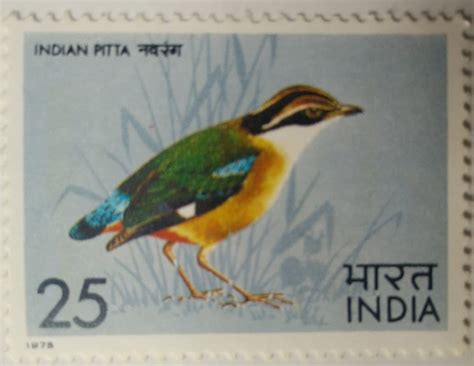 Buy Indian Pitta Bird Indian Pitta Pitta Brachyura Passerine P