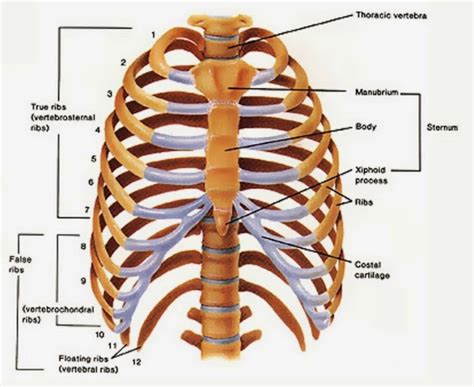 Images For Thoracic Cage Unlabeled