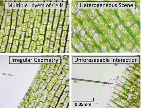Elodea Cells Under A Microscope