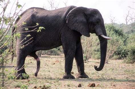 Großer afrikanischer Elefantenbulle mit ausgefahrenen Penis in Botswana