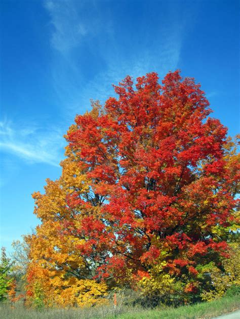 3 Fall Foliage Road Trips To See Autumn Colors In Michigan