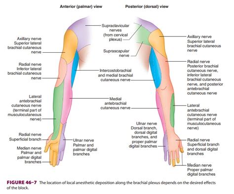 Axillary Brachial Plexus Block Hadzic S Peripheral Nerve Blocks And