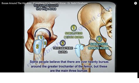 Bursae Around The Hip Region Orthopaedicprinciples