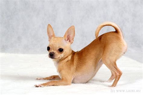 Chihuahualets Play Cute Chihuahua Chihuahua