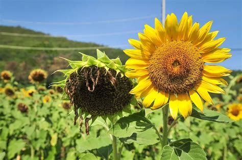 How To Revive A Dying Sunflower Plant