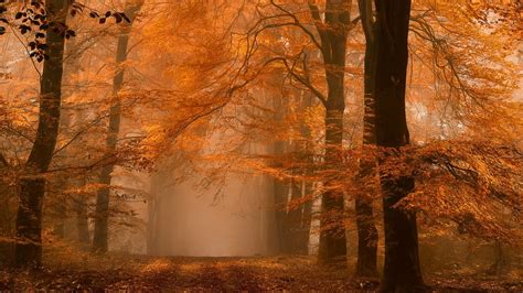Nature Landscape Forest Fall Mist Path Amber Leaves Trees