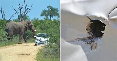 Raging Bull Elephant Flips Over British Couples Car On South African Safari