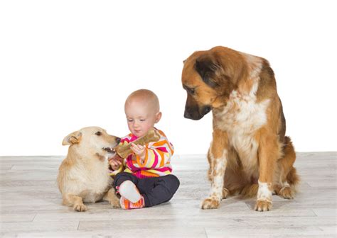 By joseph castro 02 january 2018. The Dog Trainer : How to Deal with Jealous Dogs | Dog ...