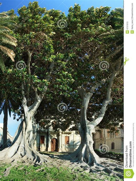 Ficus Macrophylla Commonly Known As Moreton Bay Fig Australian Fig Or