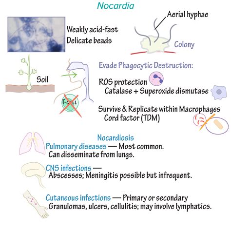 Immunologymicrobiology Glossary Nocardia Draw It To Know It