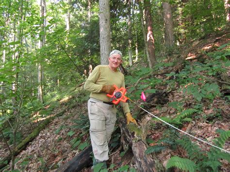 A place to grow old in v. Wild ginseng in steep decline in Maryland, survey reveals ...
