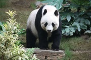 File:Grosser Panda.JPG - Wikipedia