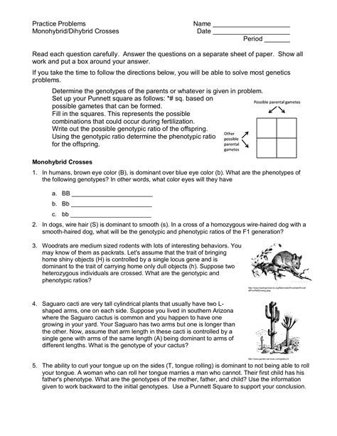 A male rabbit with the genotype ggbb is crossed with a female rabbit with the genotype ggbb the square is set up below. Bestseller: Biology Chapter 10 Dihybrid Cross Worksheet Answer Key
