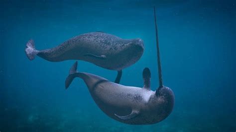 These 34 Rare Sea Animals Seem To Come From Another World Narwhal