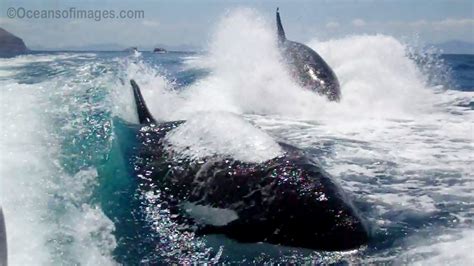 Video The Story Behind The Amazing Surfing Orcas